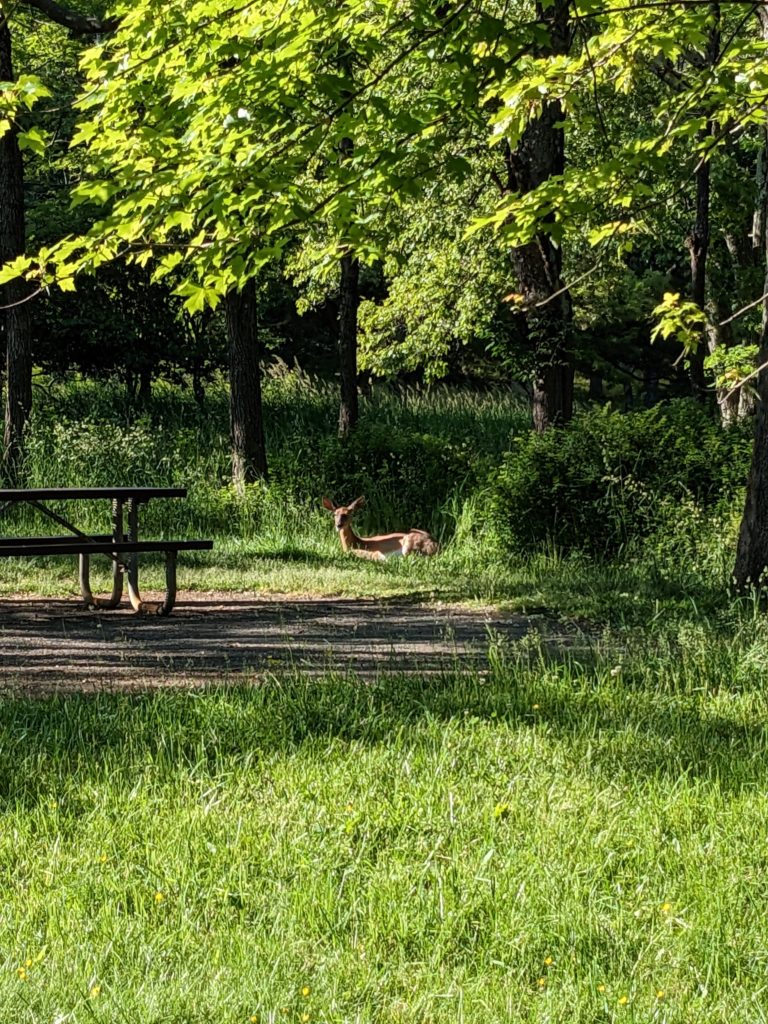 Deer awaiting us at our campsite when we arrive