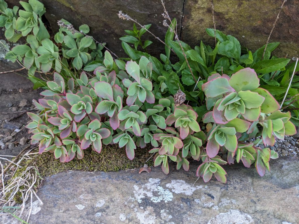 Love-restorer / Stonecrop growing on a rock outcrop on Stony Man Trail.