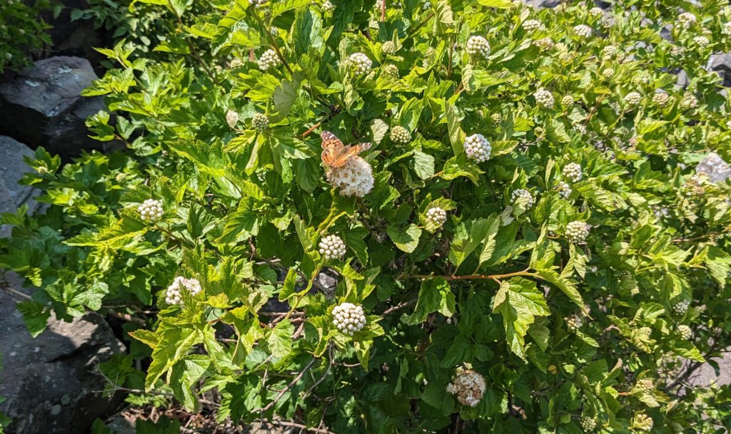 Butterfly rests upon Ninebark plant atop Stony Man rock outcropping