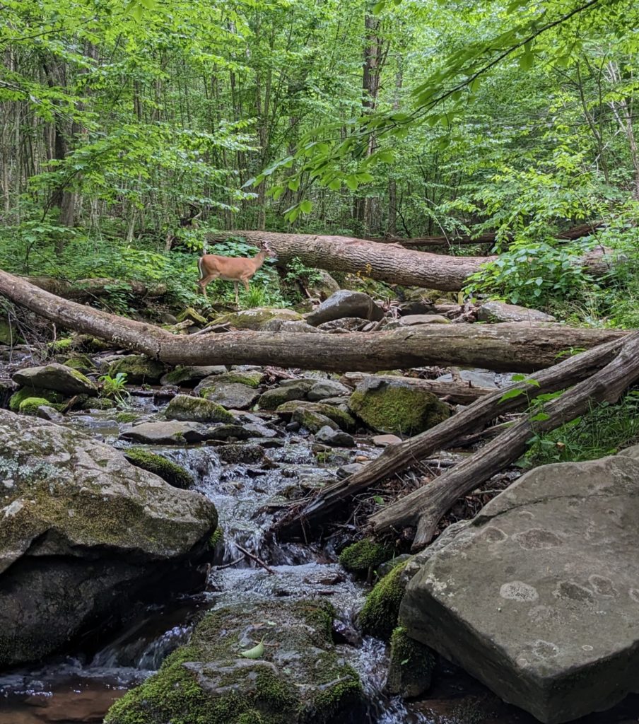 Deer crosses a stream on the Dark Hollow Falls trail.