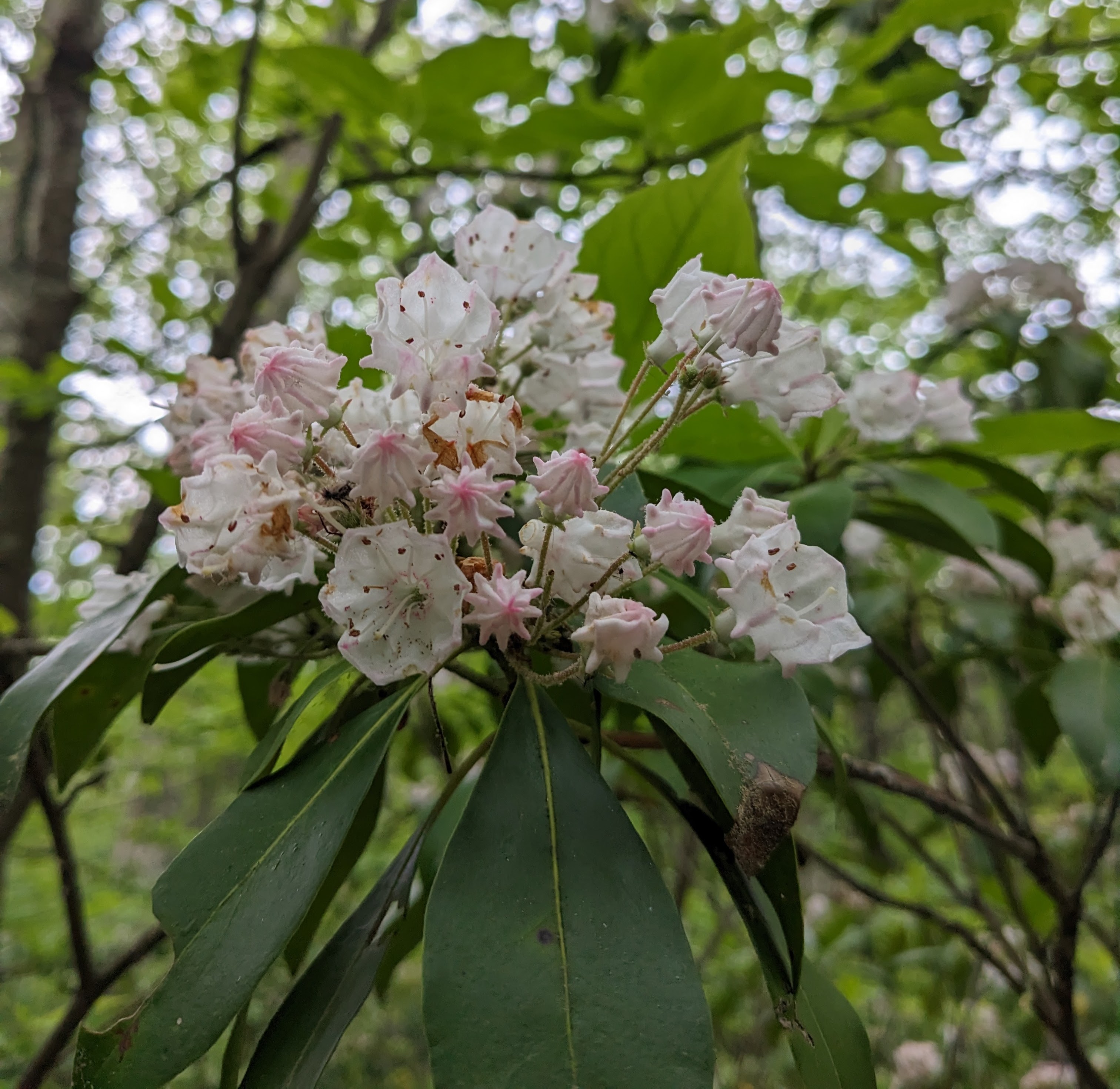 Mountain Laurel rhododendron opens it's showy white flowers for a summer bloom on the Dark Hollow Trail.