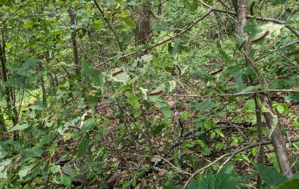 Numerous caterpillars feast on a trail side plant.