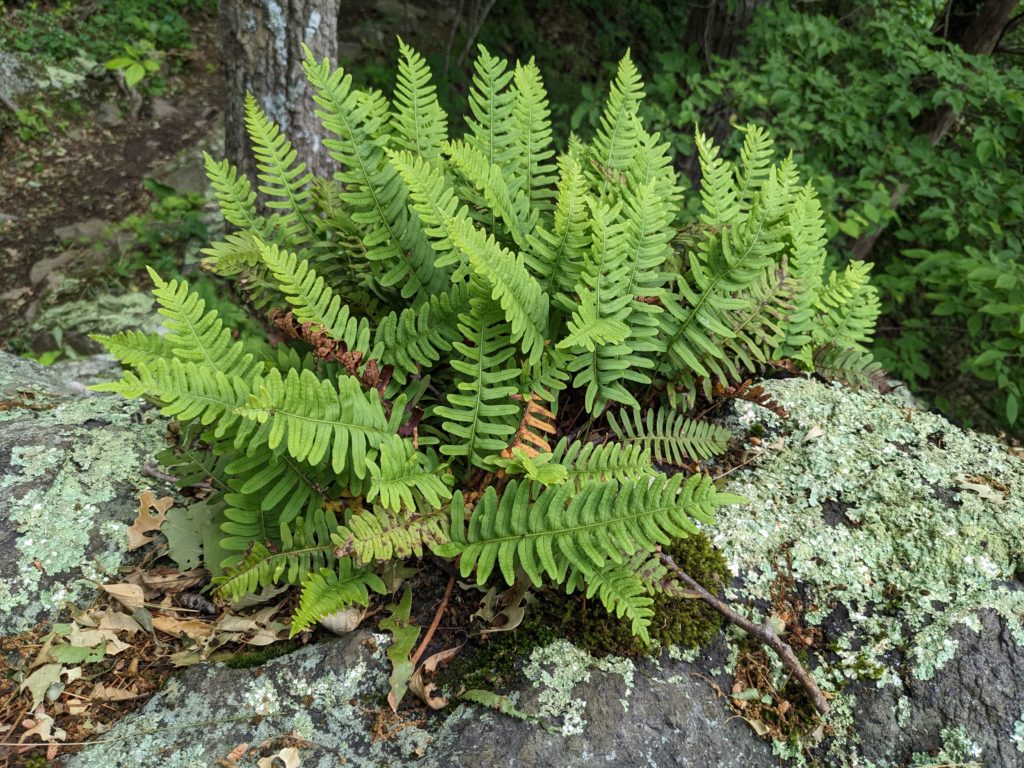 Rock polypody epiphytes growing atop a stone outcropping.
