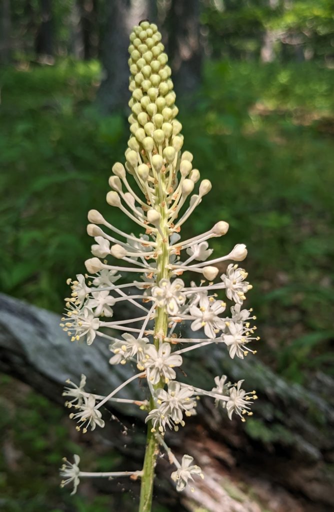 Mountain asphodel starting it's summer bloom.