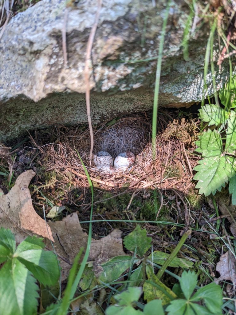 Ground nest under a rock located off the Lewis Falls trail. Nervous bird nearby.