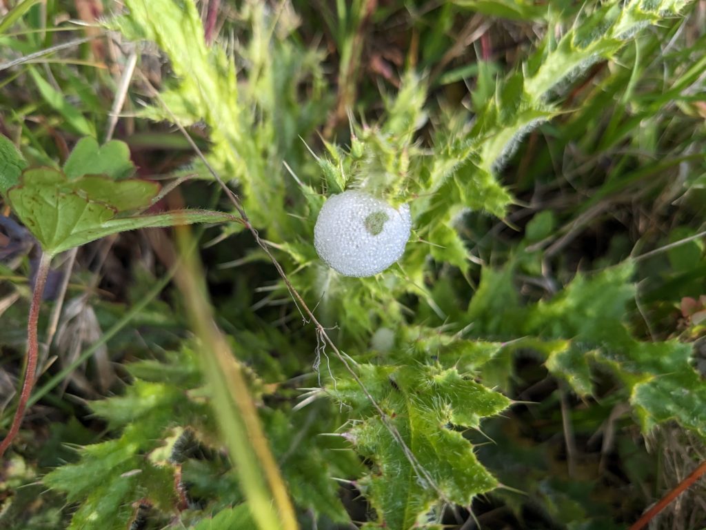 Scuttlebug creates a bubble nest on a weed off the Big Meadows Hike