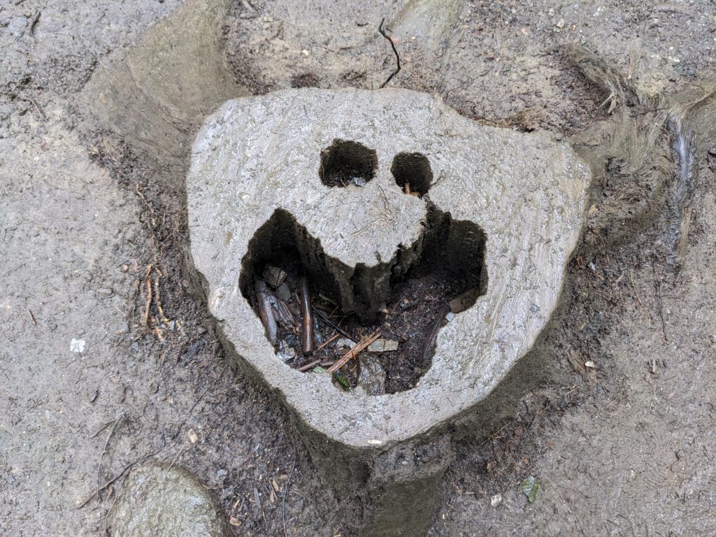 Tree stump along the hike to Cataract Falls