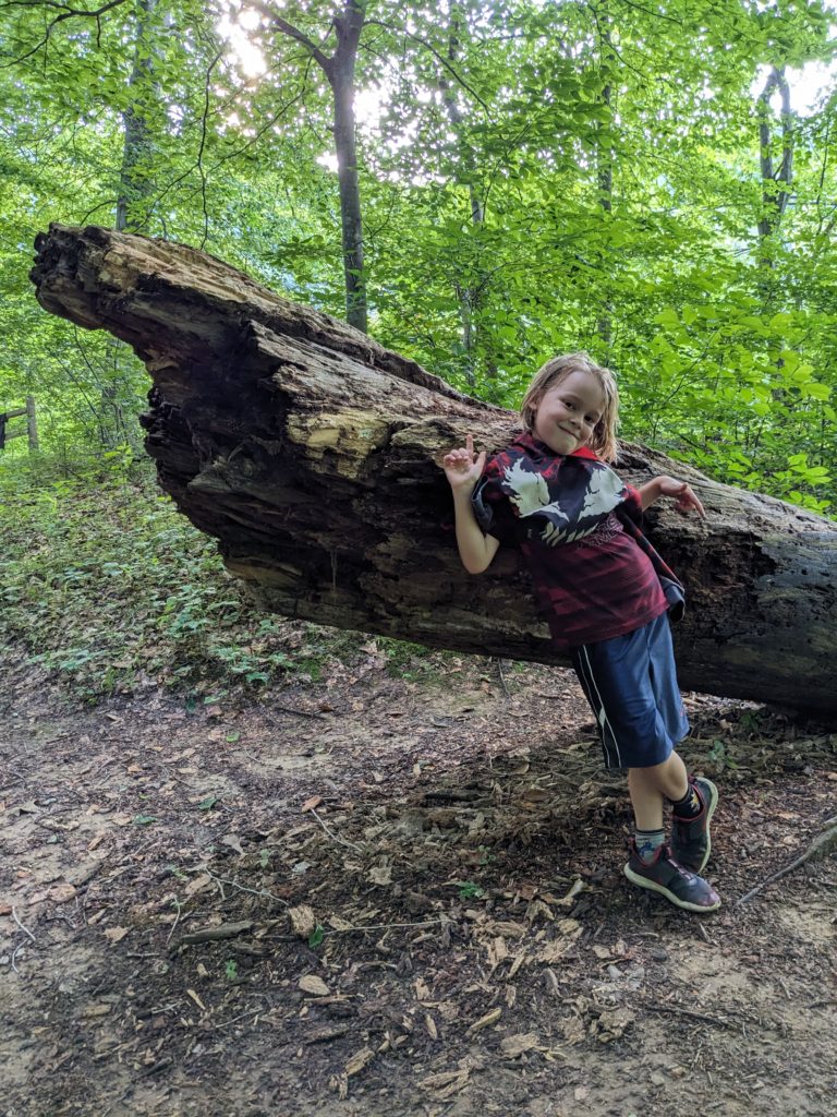 Dead wood is vital to the ecosystem on the forest floor