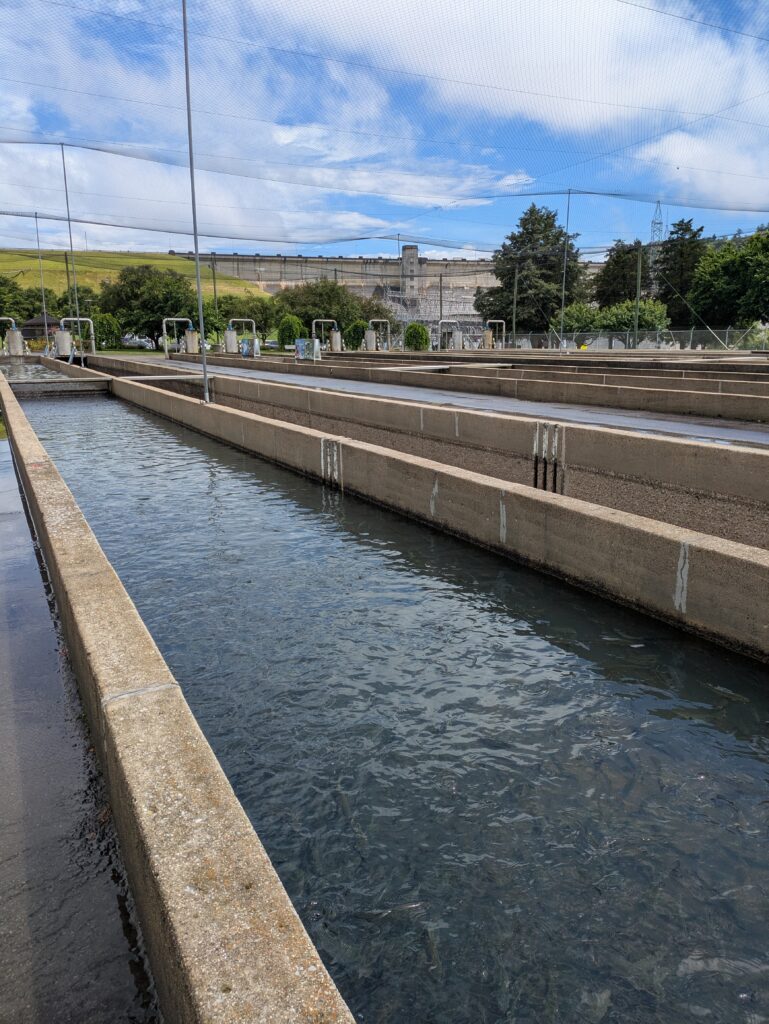 Raising trout from egg to 16-inch super swimmers.