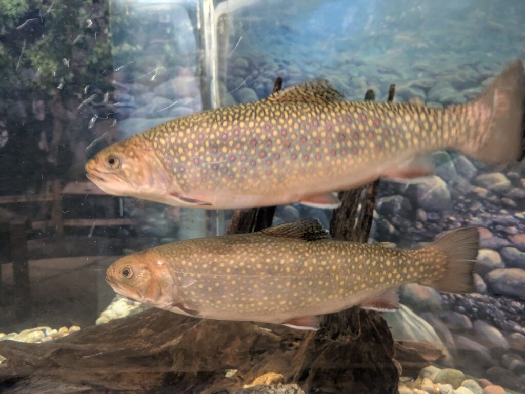 Brown or Rainbow trout swimming in the tanks