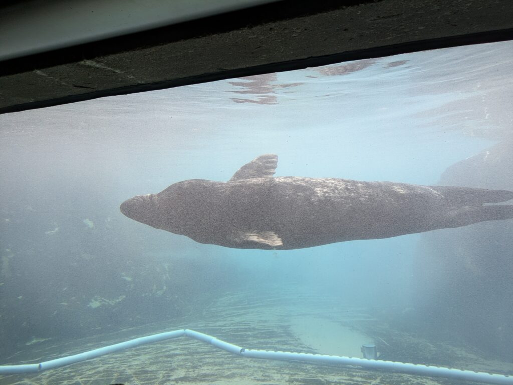 Seal Swimming!