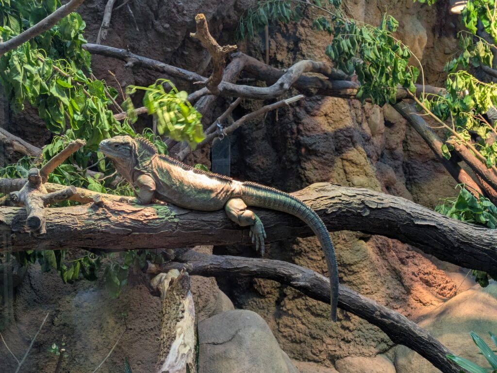 Jamaican Iguana - very rare!