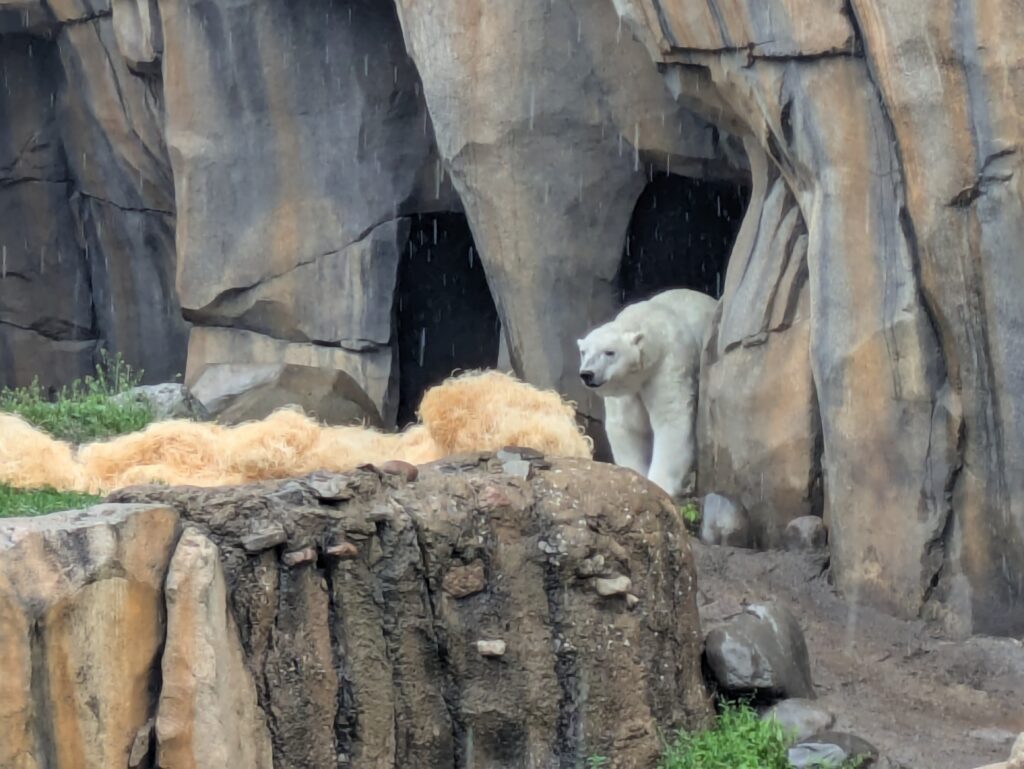Our first polar bear siting!