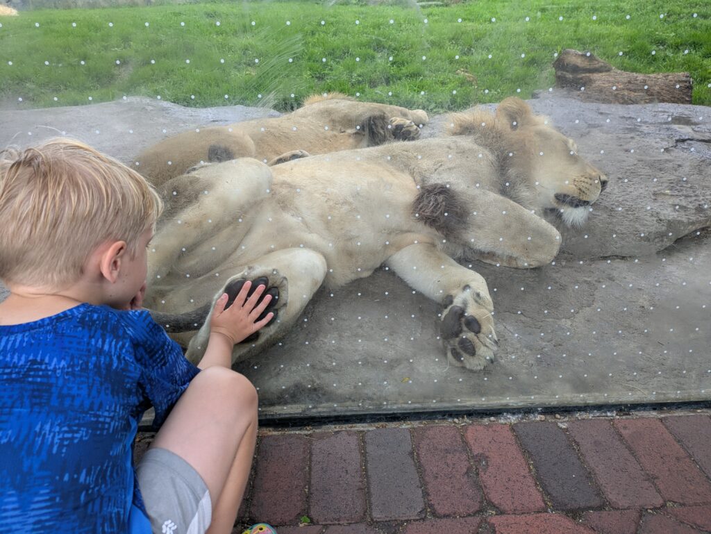 Comparing hand sizes with a male lion