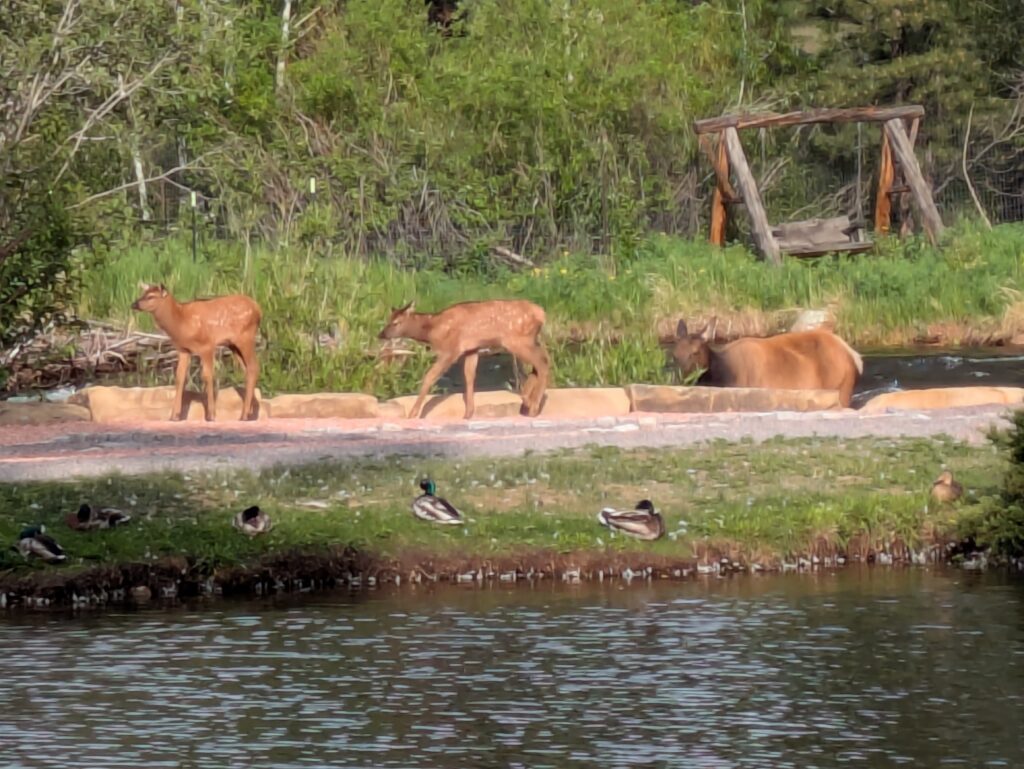 An Elk Family Snacking near the Coffee Shop - your moment of Colorado Zen