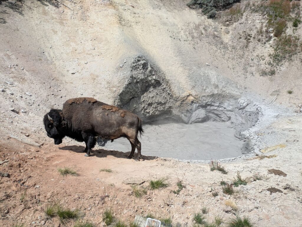 Bison taking steam to avoid bug bites