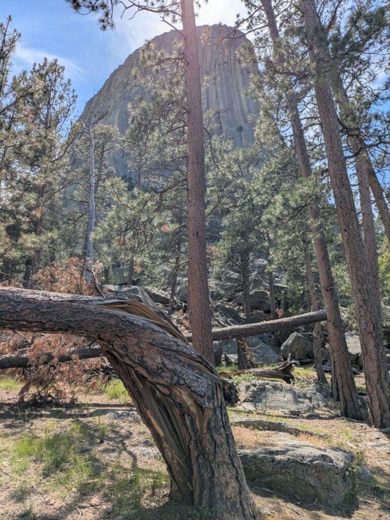 Twisted tree carnage from the EF3 Tornado that wiped out many mature pines in the area