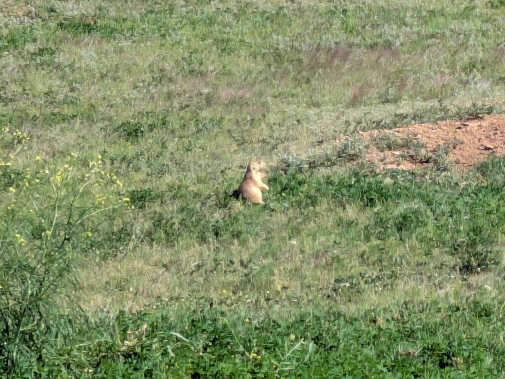 Prarie dog sighting at Devil's Tower