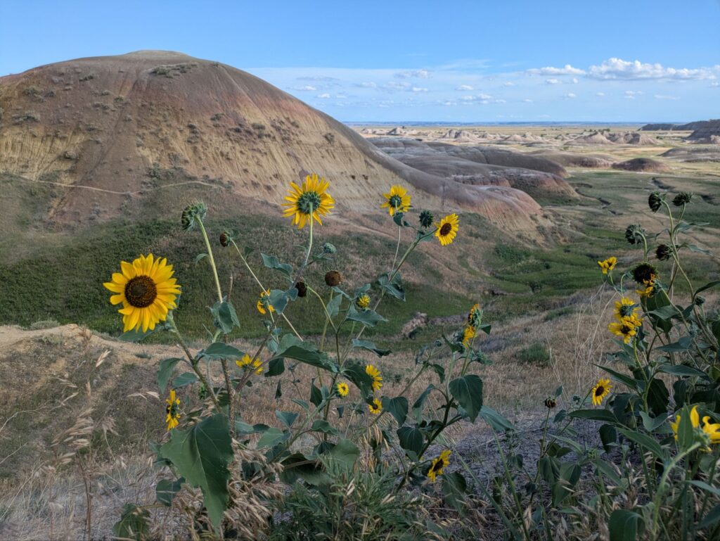 Sunflowers Dance on the Hills