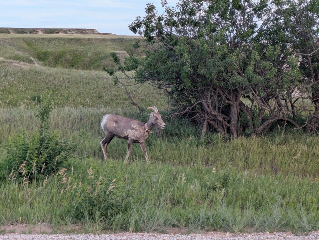 Bighorn Sheep Sighting - #52