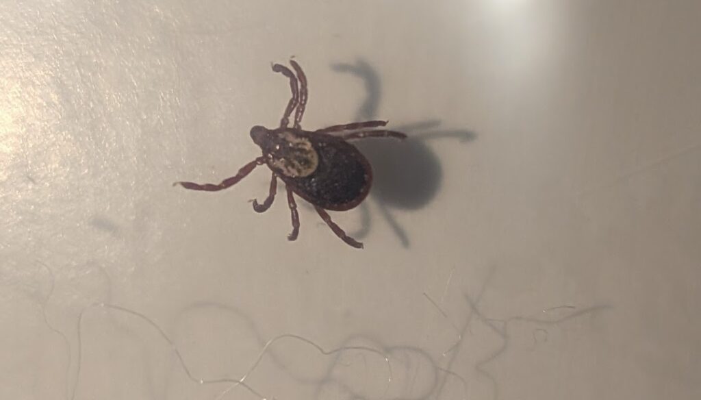 Deer Tick Correctly Identified
