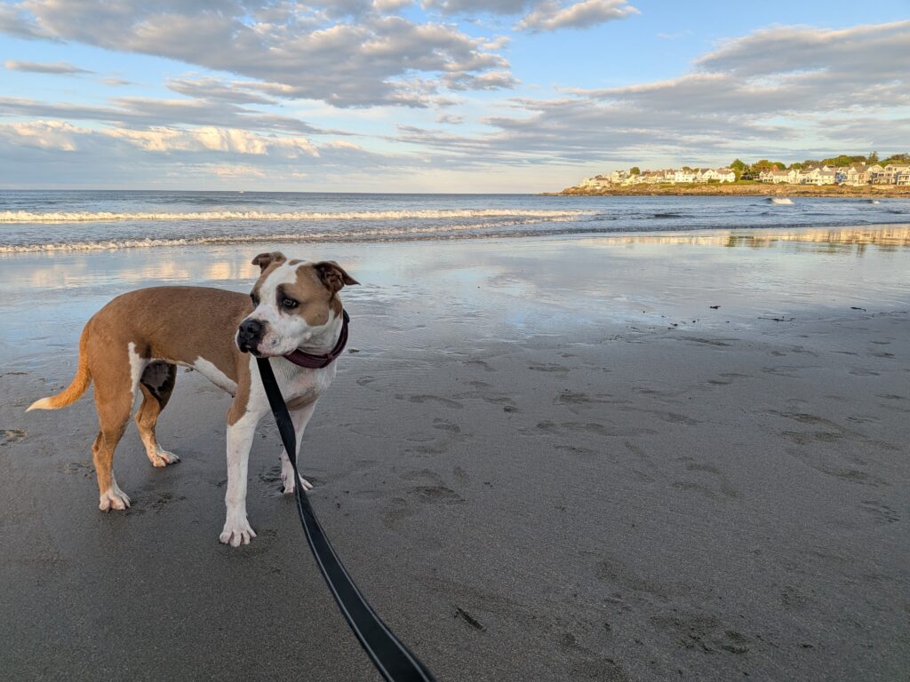 Stella Living her Best Life on the Beach