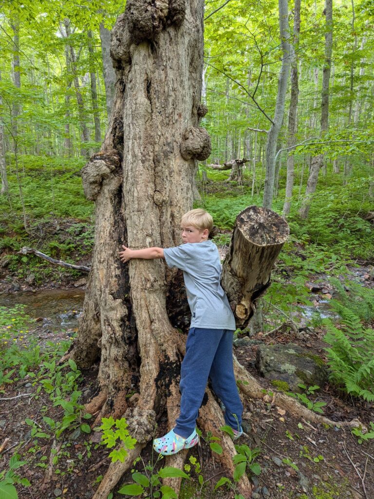 Hugging a 350 Year Old Sugar Maple Tree