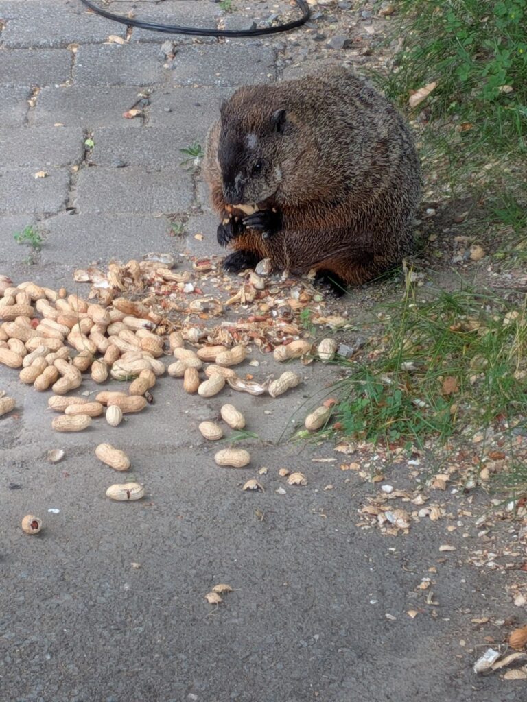 This Guy (Marmont) Isn't Missing any Action Canada Day
